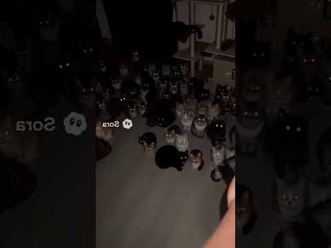 Cutest Cat Gang Ever😺✨ #cats #cutecats #catlover #catvideos