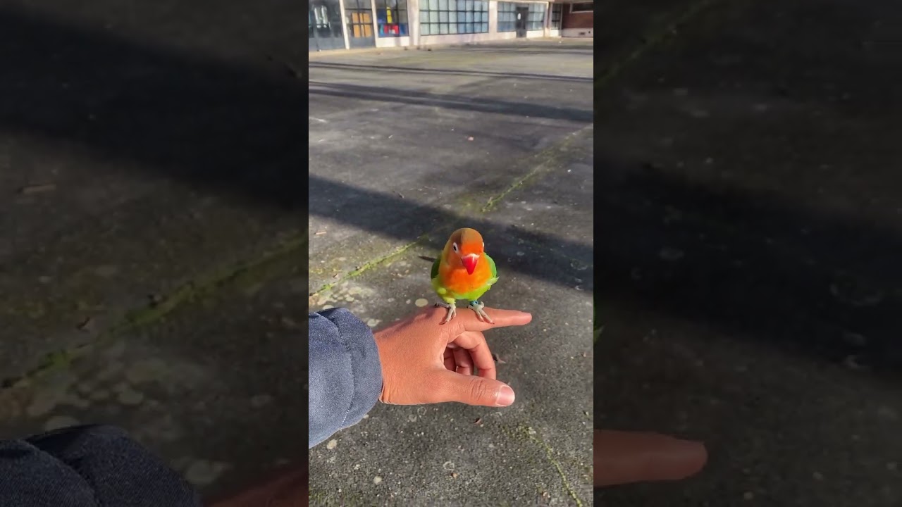 Première sortie de Kiwi, mon inseparable 🦜