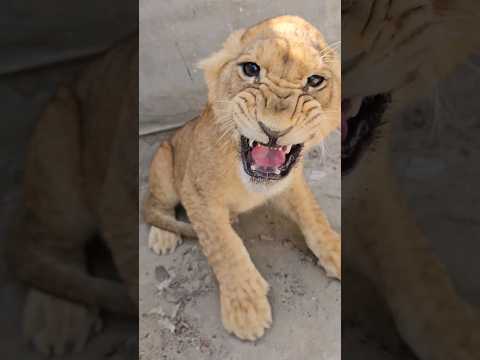 Dangerous Lion Cub in Angry Mood | Nouman Hassan |