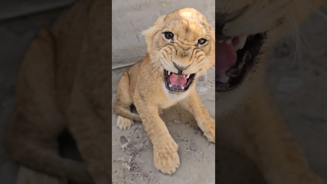 Aggressive Lion Cub Behavior | Nouman Hassan