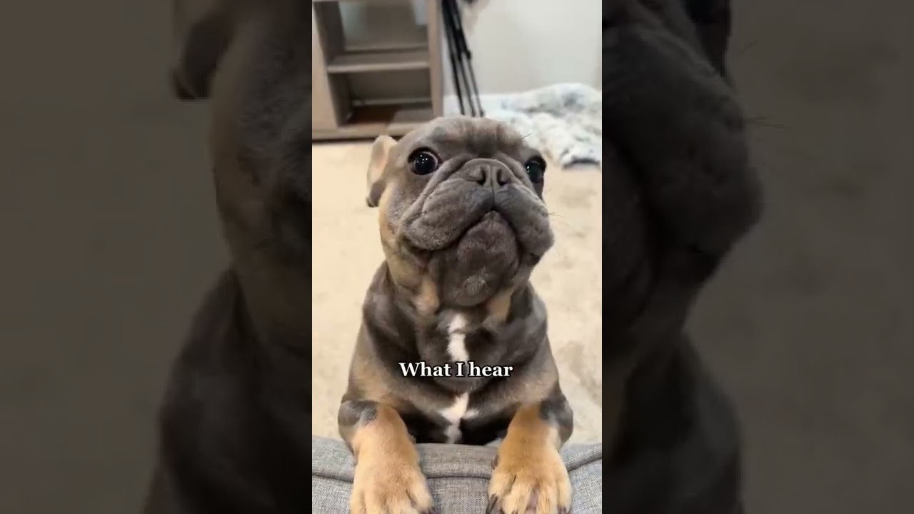 Adorable & Funny French Bulldog Puppies 🐶