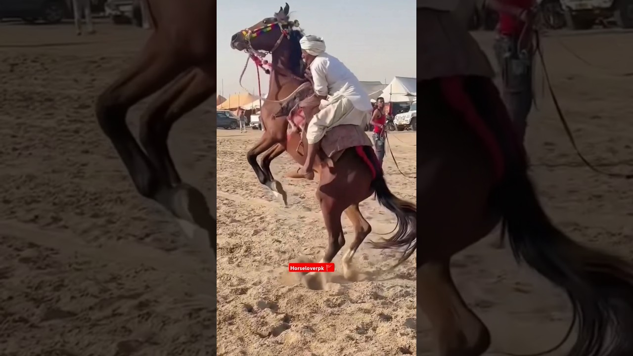 Balotra Mela 2025 Horse Race Prep 🐎