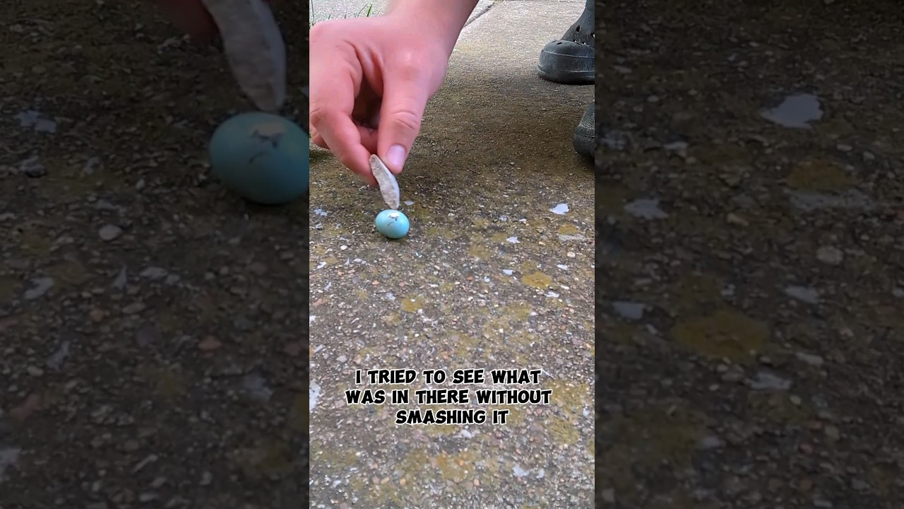 What Was Wrong With This Bird Egg? 🥚