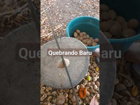 Castanha de Baru 😋 #agrofloresta #agroecologia #agricultura