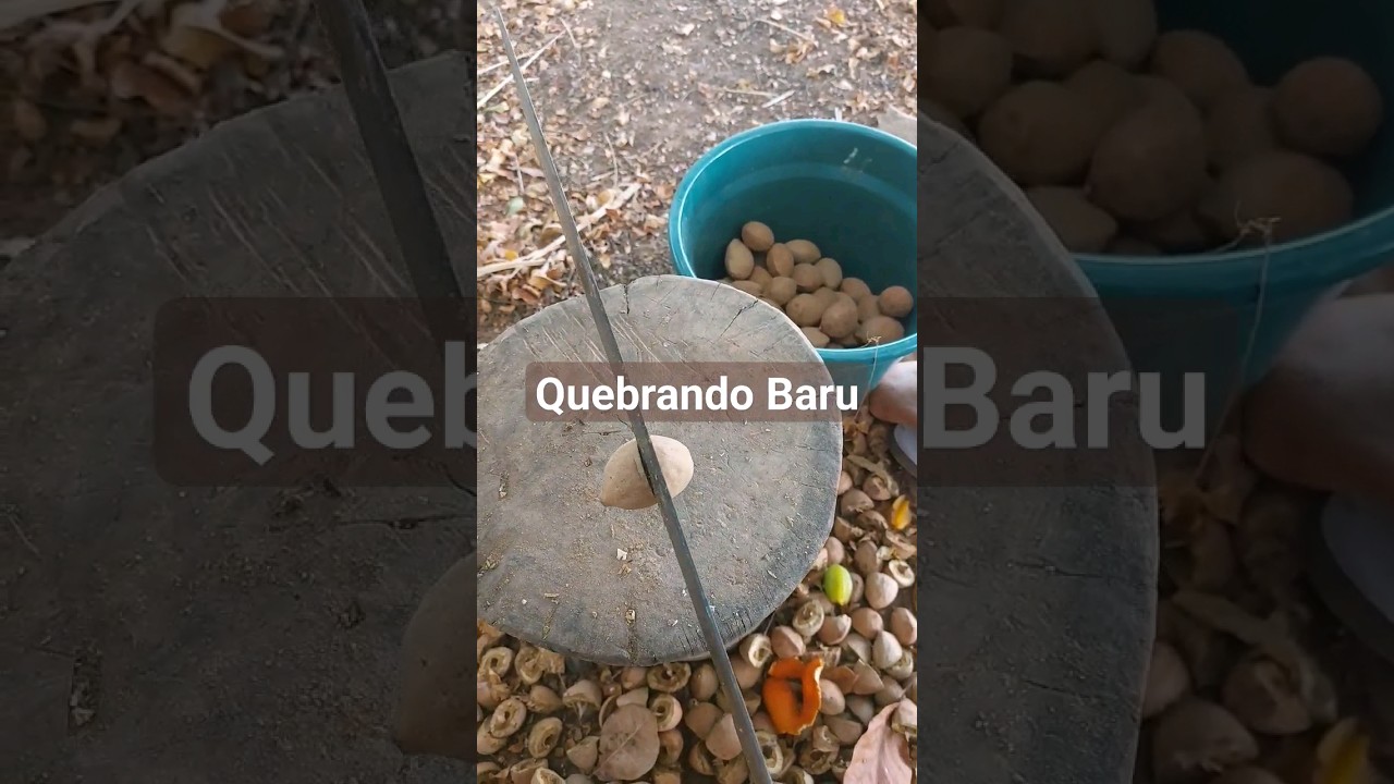 Castanha de Baru: Benefícios e Uso na Agrofloresta