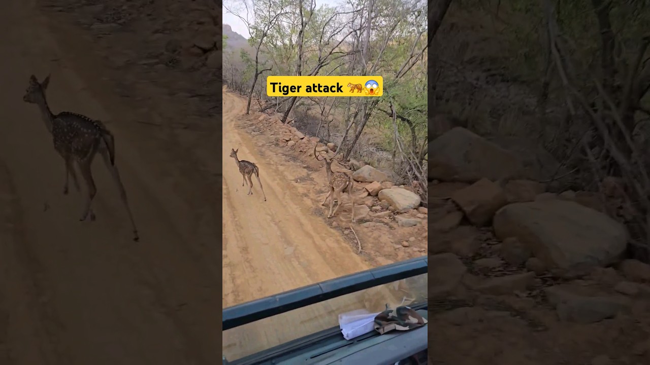Shocking Tiger Attack at Ranthambore National Park 🐅 | Wildlife in Action