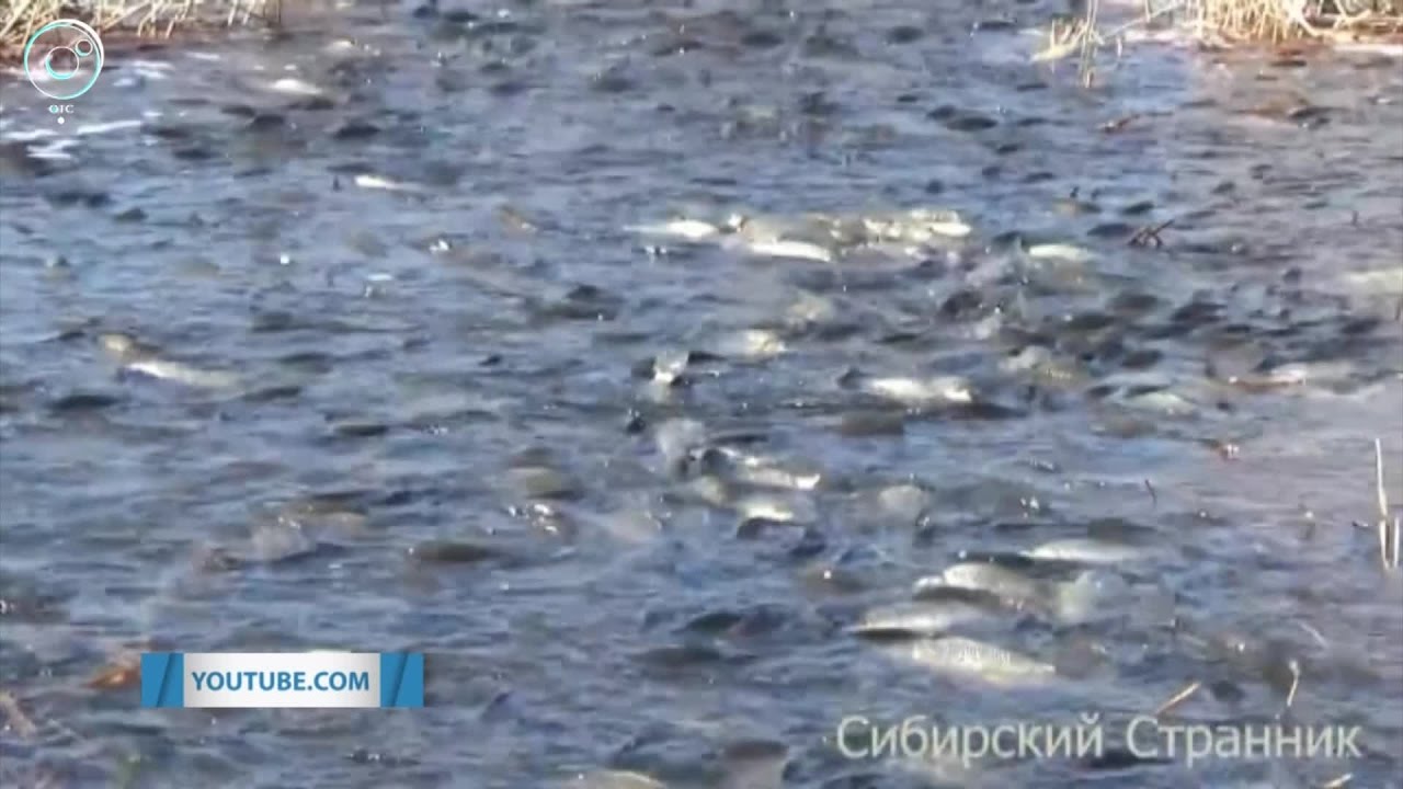 Блогер из Новосибирска снял реку с множеством рыбы 🐟