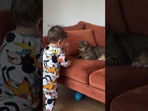 🗣️ يوميات قطوس 4 😂 | #دبلجة_مضحكة #ضحك #اكسبلور #السعودية #دوبلاج #shorts #my_kingo