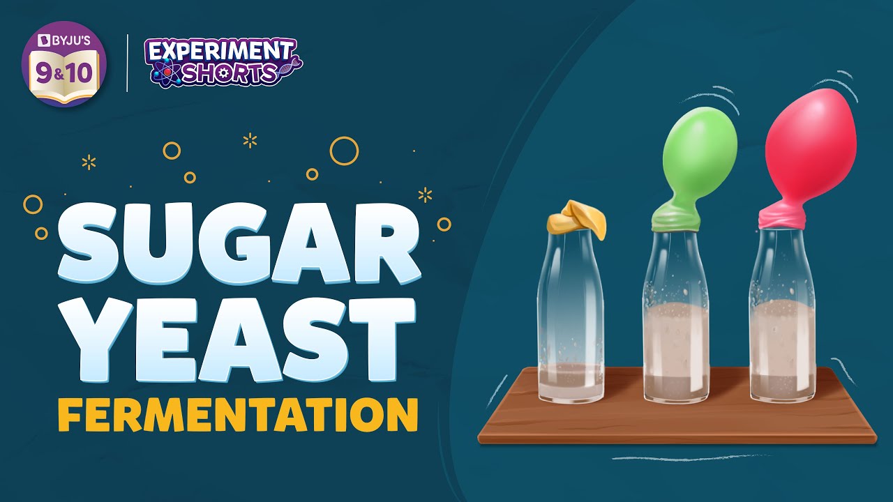 Sugar & Yeast Fermentation Experiment 🧪