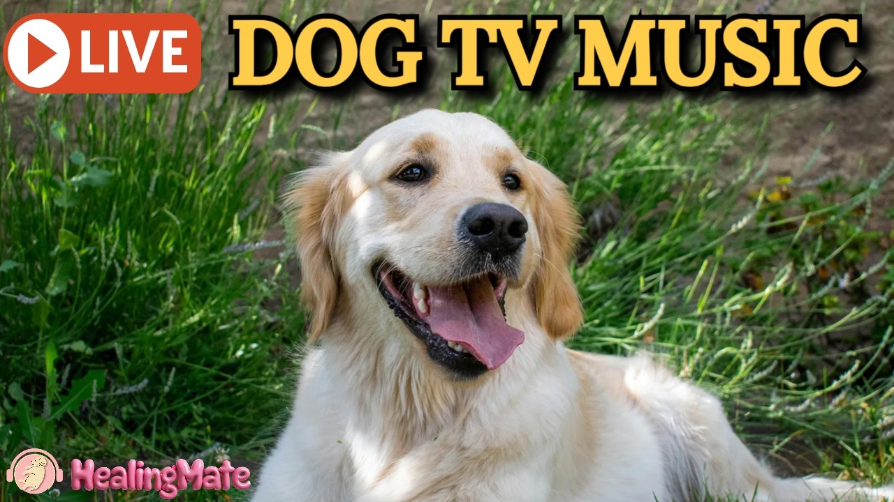🔴24/7 Dog Music🎵🐶Calming Music for Dogs🐶💖Eases Separation Anxiety🦮Soothing Music for Dog🔴16