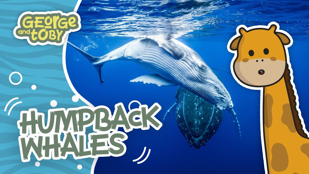 Humpback Whale Facts for Kids 🐋