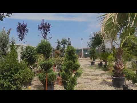 Pepiniera cedri, plante cedru amenajare grădini, creare site cu platforma web https://www.bryo.com