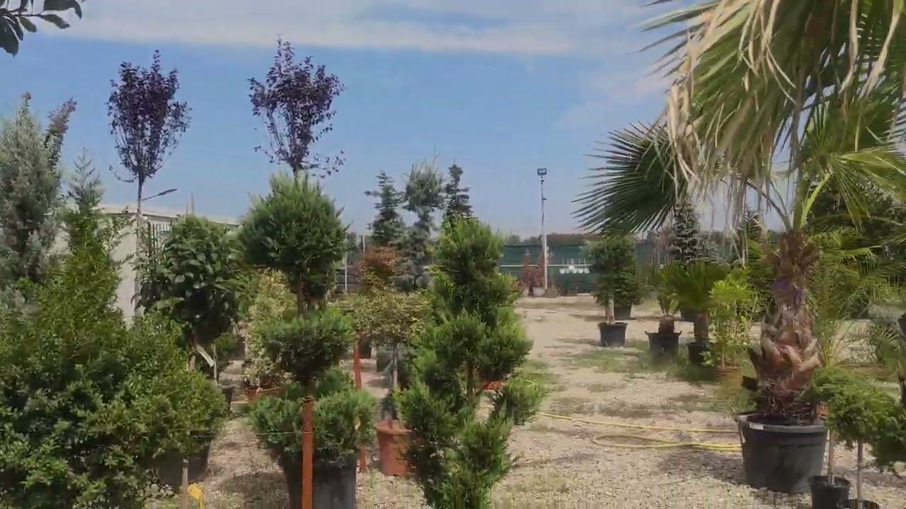 Transformă-ți Grădina cu Cedri de la Pepiniera Cedri 🌿 | Creare Site Web Profesionist