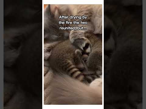 Did I just witness a friendship born😭❤️ #wholesome #animals