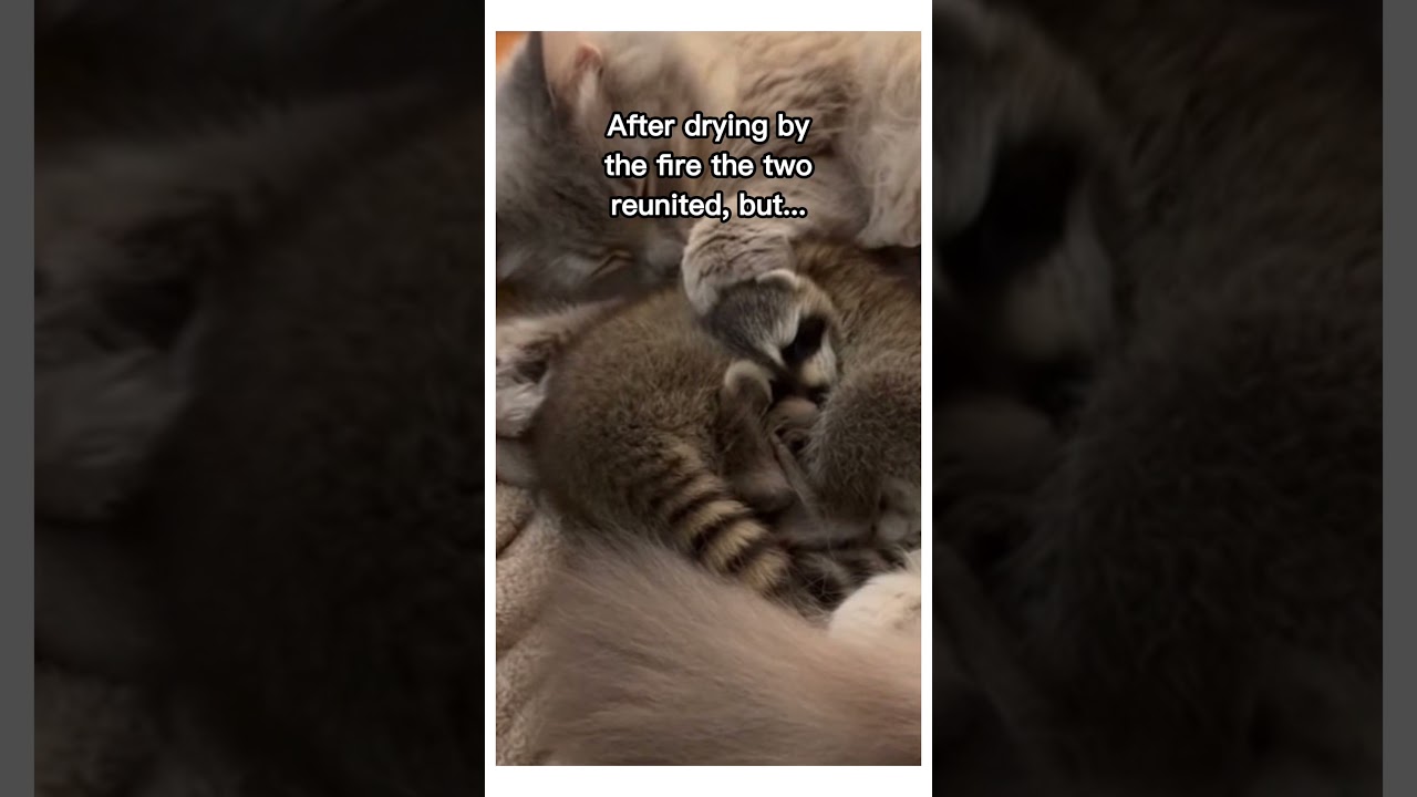 Heartwarming Moment: Witness a Beautiful Friendship Blossom 🐾