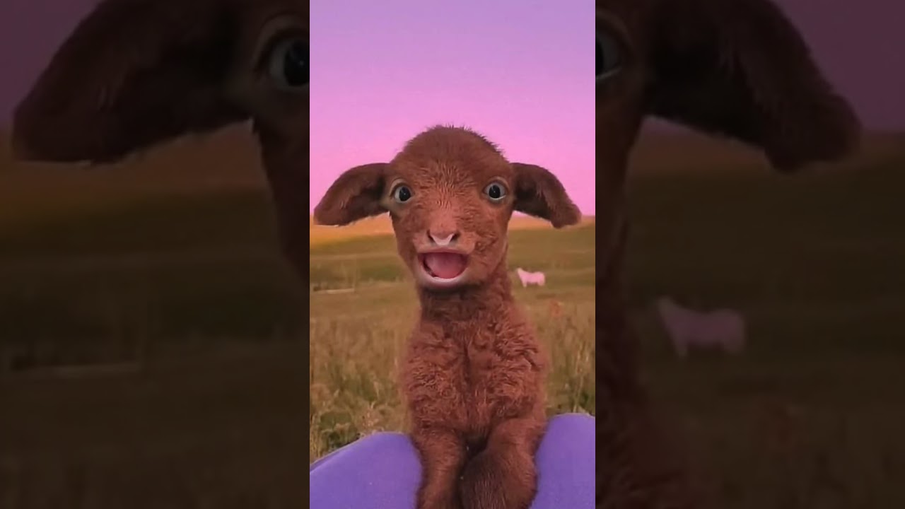 يا غنماتي 🐐 | أجواء عيد الأضحى مع خراف رائعة وراعيها | ترند الحيوانات