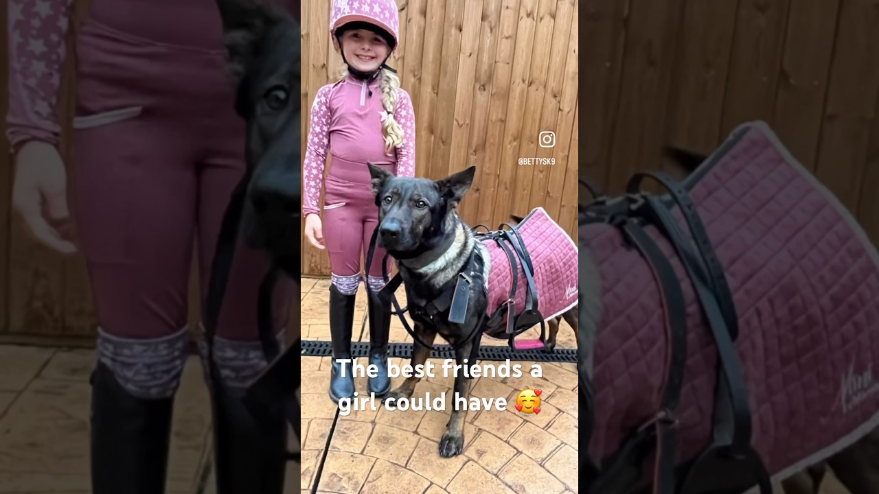 New Lemieux Orchid Set 🌸 for Horses & Ponies