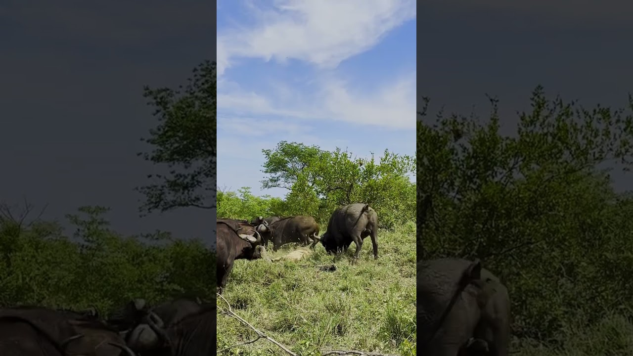 Buffalo Herd Tramples Injured Lion 🦬