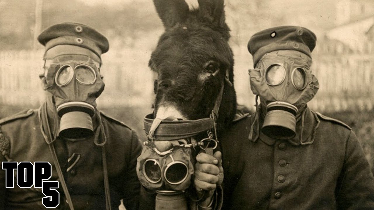 Top 5 Surprising Veterans Day Facts πΊπΈ