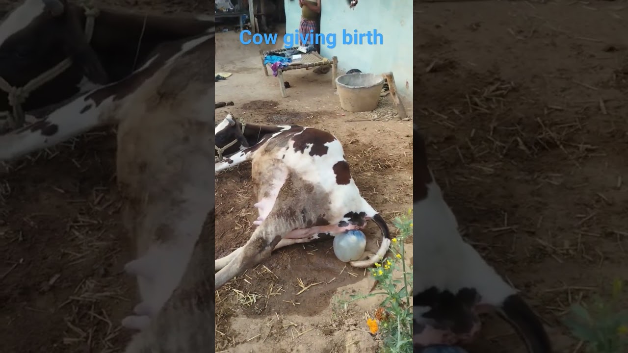 Normal Cow Birth Process 🐄