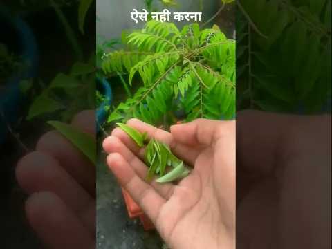 कड़ी पत्ता के पौधे मे ऐसा नही करना है |  Curry Leaf Plant | #short #shortsvideo #trending #viral