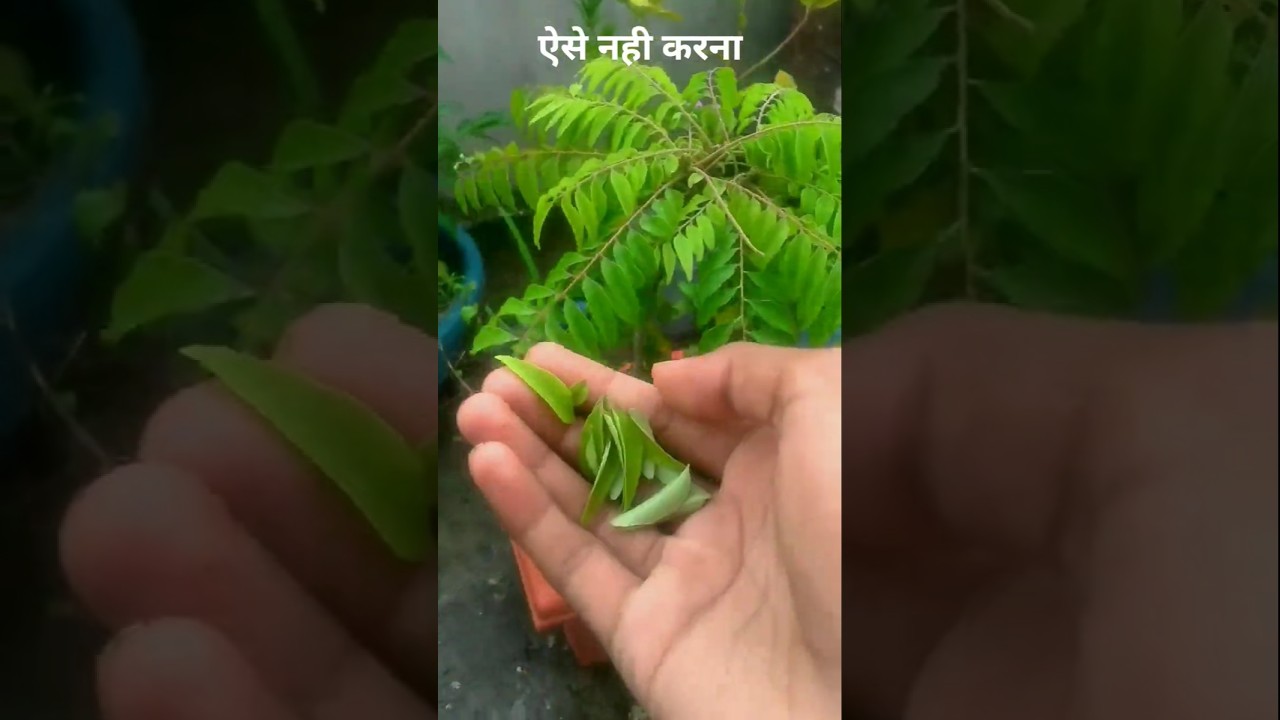 कड़ी पत्ता के पौधे में ये गलती न करें! 🪴 जानिए सही तरीका