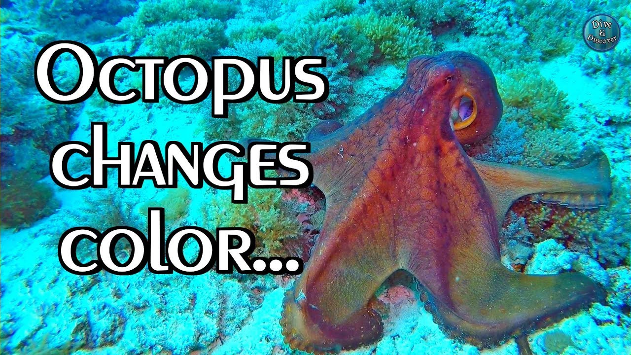 Octopus Camouflage: Color, Texture & Shape Change 🐙