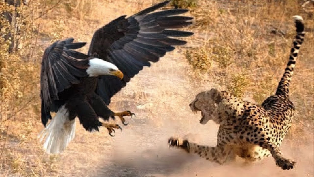 Unbelievable Eagle Attacks Caught on Camera π¦