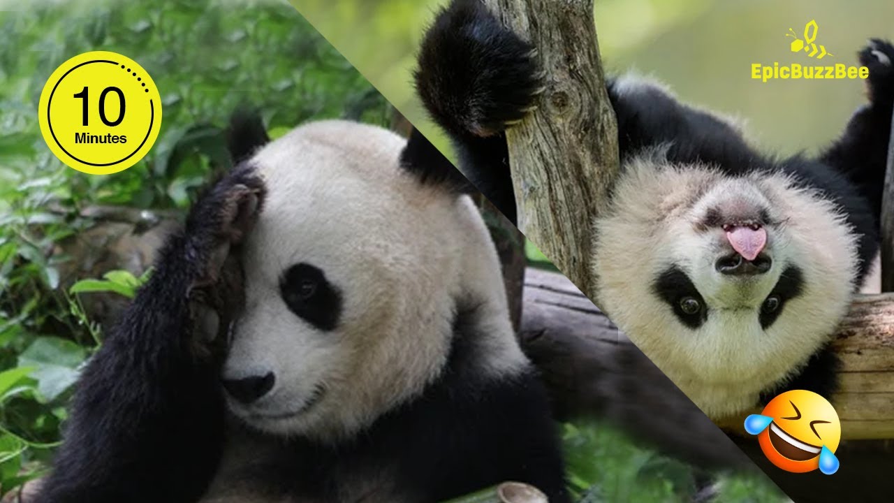 ๐ Hilarious Panda Compilation | 10 Minutes of Cutest Pandas Ever!