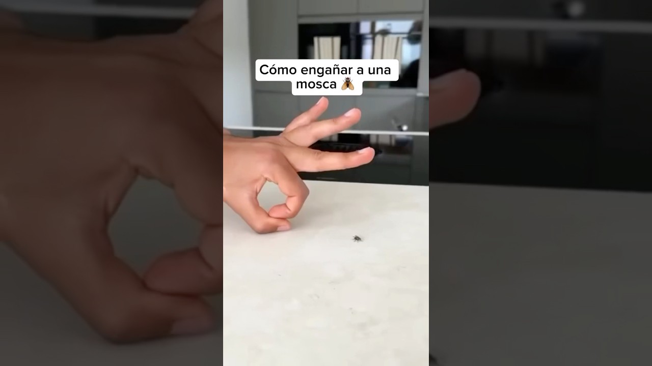 Cómo engañar a una mosca 🪰 😢 #humor #yahairosilva