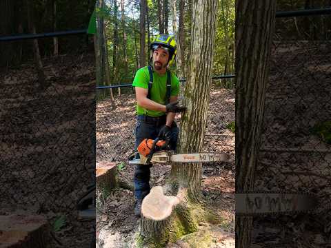 BEST Small Tree Felling Technique for FULL CONTROL 🌴