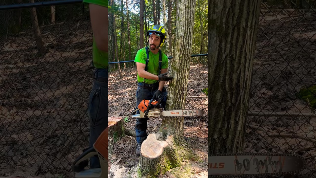 Master the Palm Tree Cut 🌴 for Perfect Small Tree Felling Control