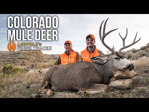 Exploring A Changing Colorado | Father-Son Mule Deer Hunt #FreshTracks
