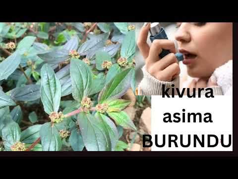 :NGUYU UMUTI UVURA ASIMA  IGAKIRA BURUNDU IGIHE WABA UYIMARANYE CYOSE  👈