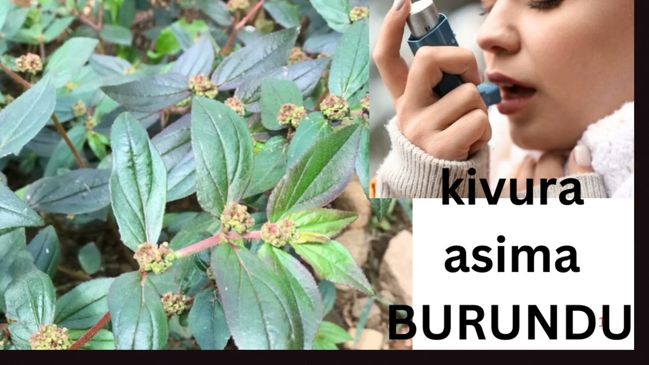 Umuti Wizewe wo Kuvura Asima Burundu 🌿