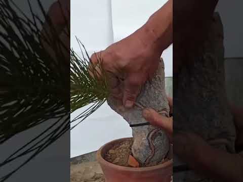 Beautiful And So Good#wonderbot#did_you_know#viral_stories#usa