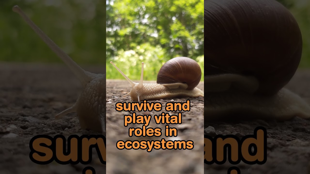 Nature's Marvels: The Fascinating World of Snails 🐌