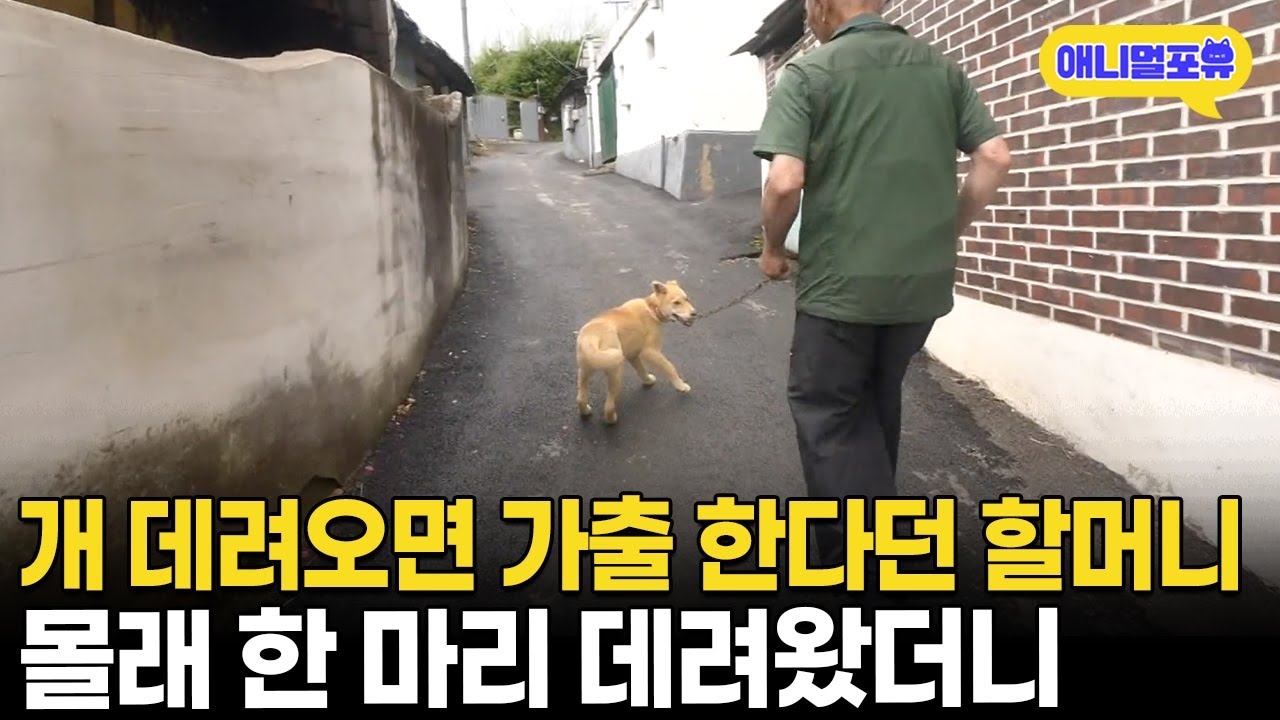 할머니, 강아지 데려오자 집 나가다 결국 웃음 🎥
