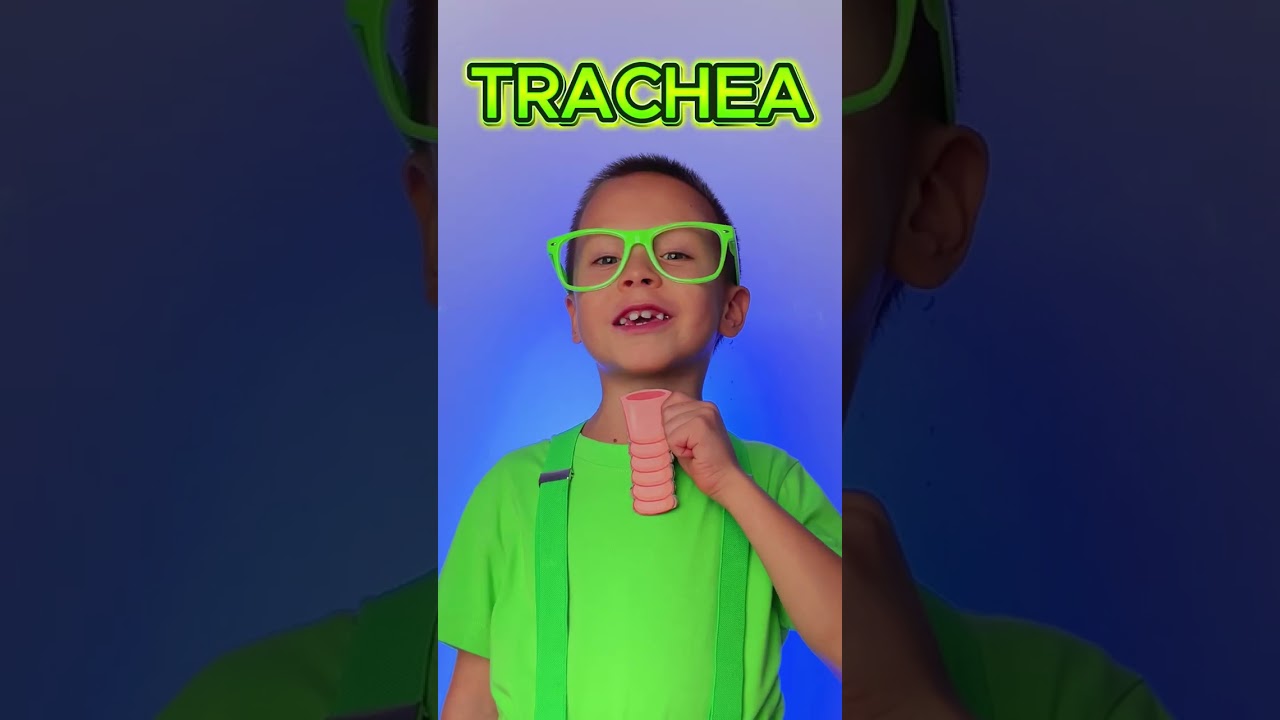 Discover How We Breathe: A Simple Guide to the Respiratory System 🌬️