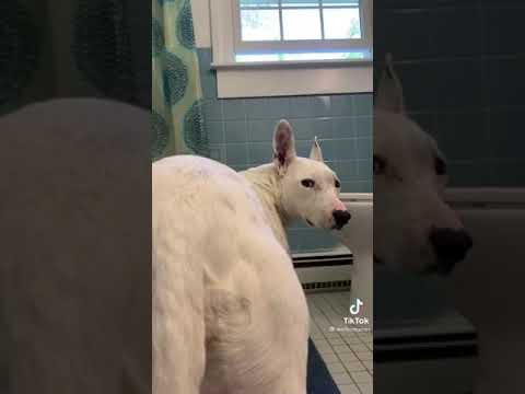 Wash your bum bum dog tiktok