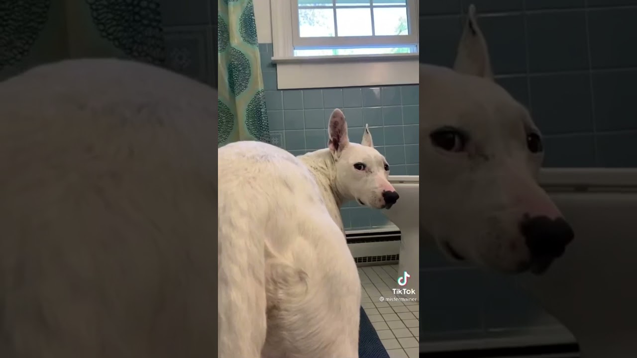 Dog Washing TikTok 🐶