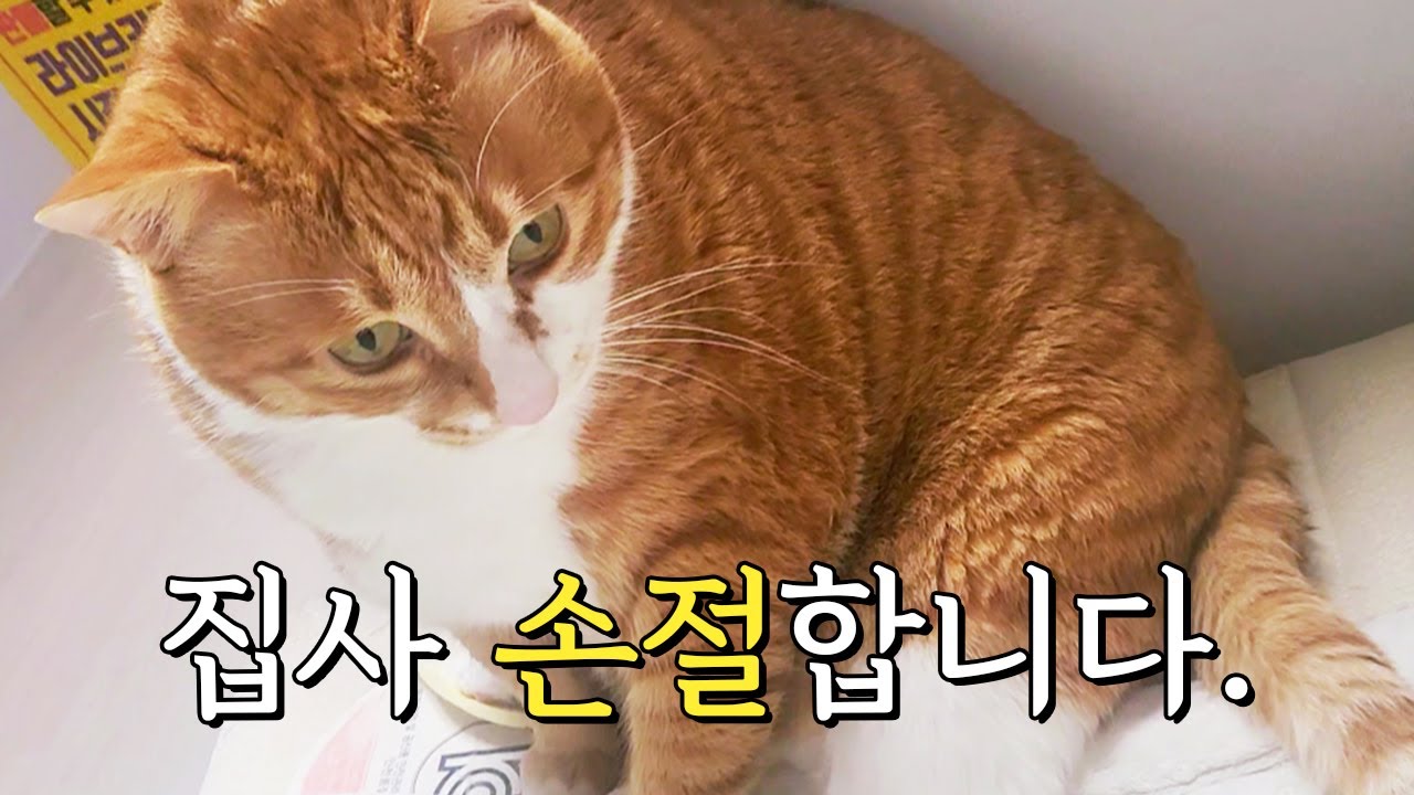 고양이 하악질의 이유와 표정 의미 😺