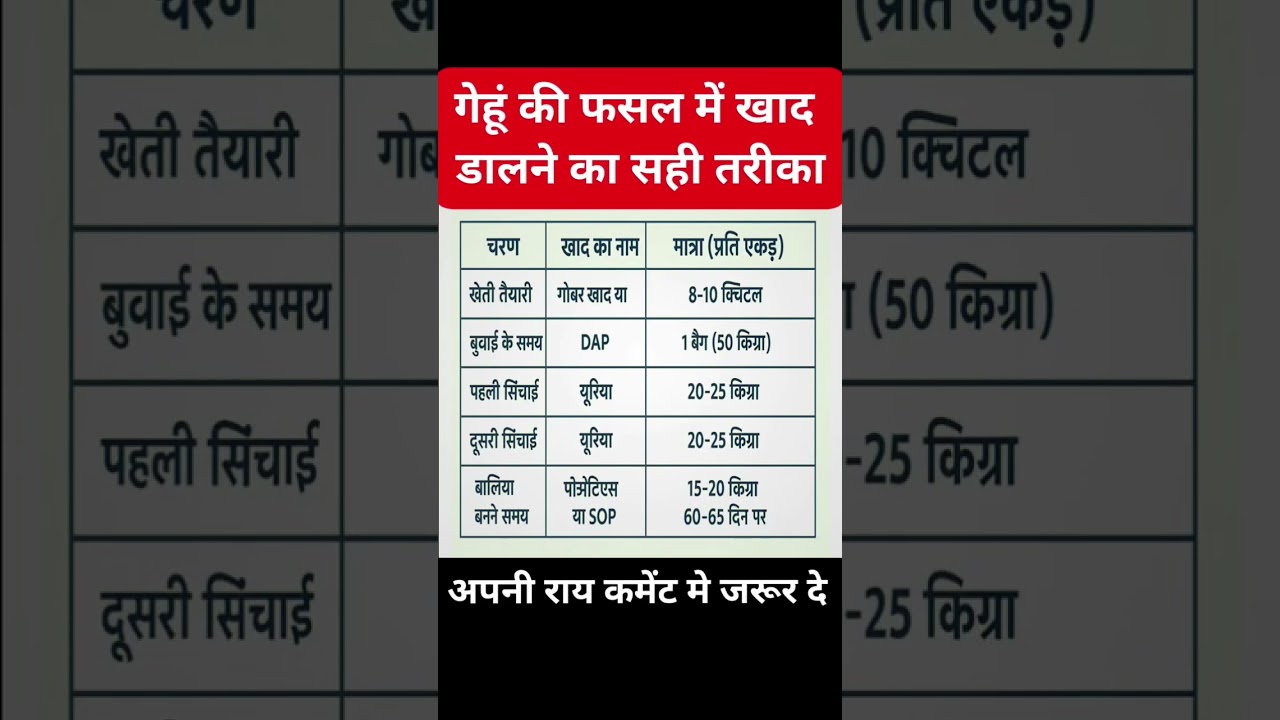 गेहूं की फसल में खाद डालने का सही तरीका 🌱