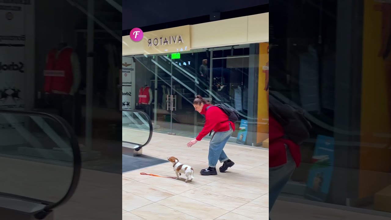 Lost Dog Reunited with Owner 🐶
