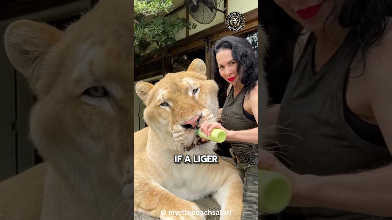 Why Ligers Can't Survive in the Wild 🦁