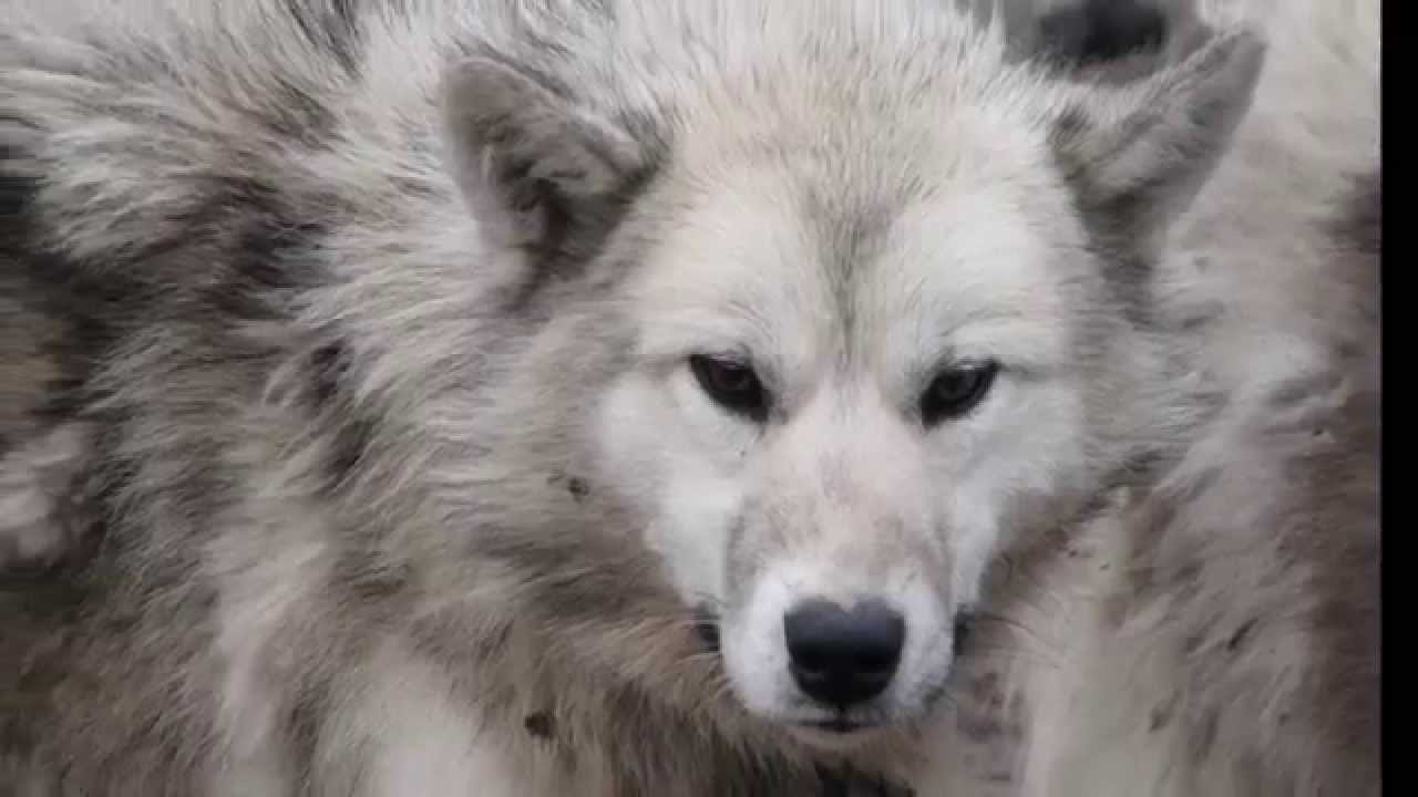 CCGS Henry Larsen (2012) Overview