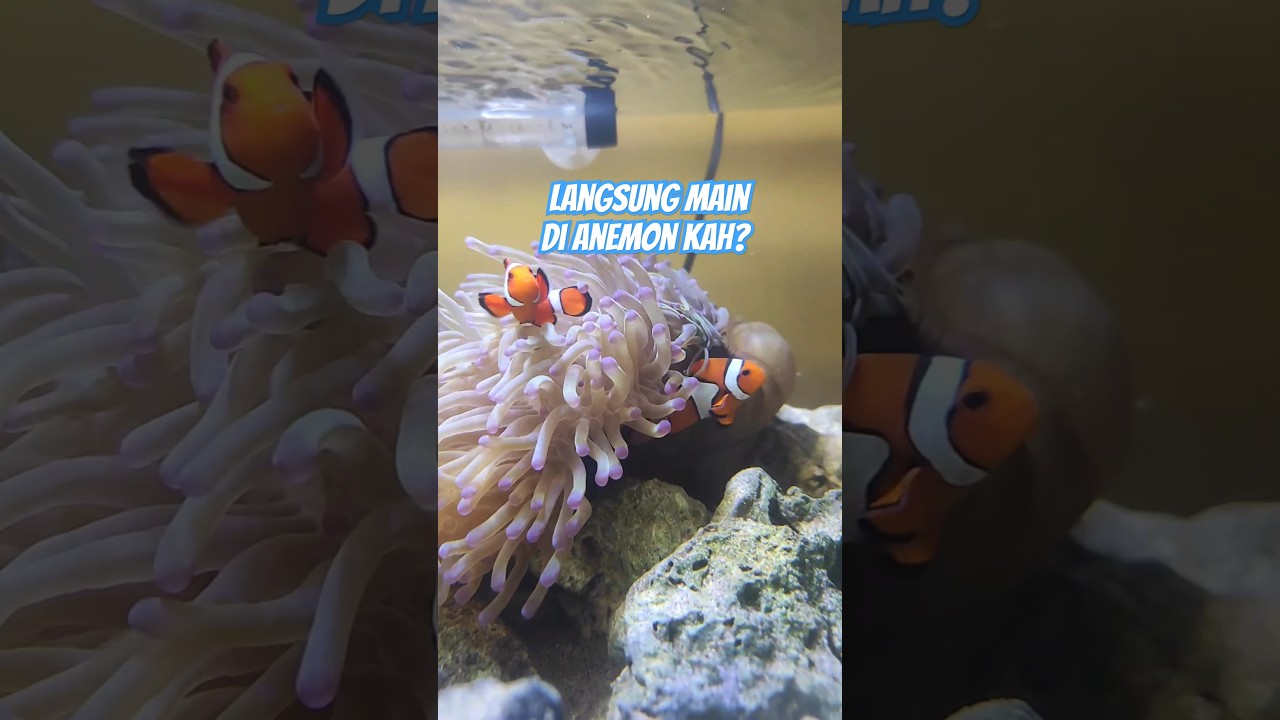 Nemo Baru Langsung Suka Anemon 🐠