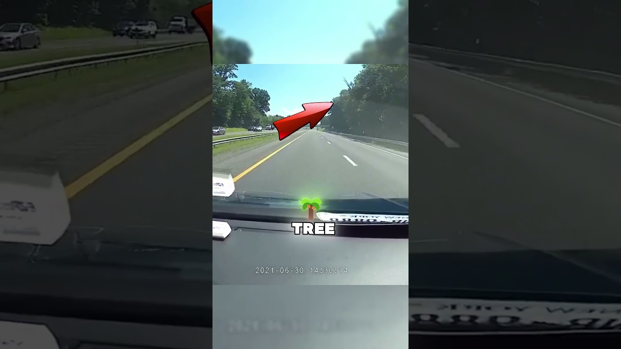 DashCam Chaos: Nature's Unexpected Surprises 🌿