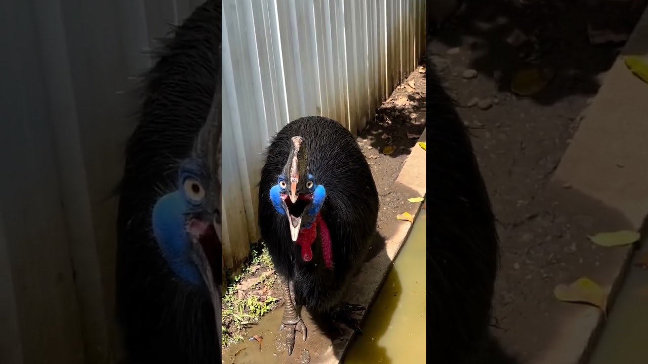 Suara Kasuari saat Terancam 🦤