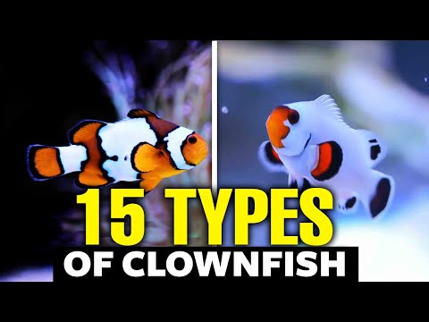 The 15 Most Beautiful Types of Clownfish